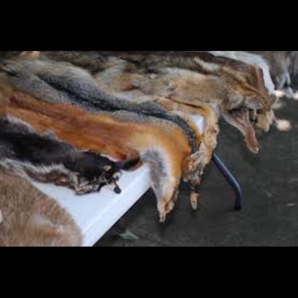PLZ BUY PRE-OWNED FUR PRODUCTS
‼️NOT FOR SALE‼️ - Picture 11 of 13